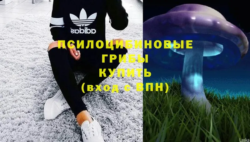 закладка  Сарапул  OMG   Галлюциногенные грибы Psilocybe 